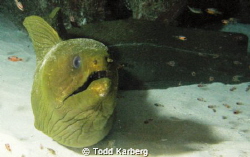 Moray by Todd Karberg 